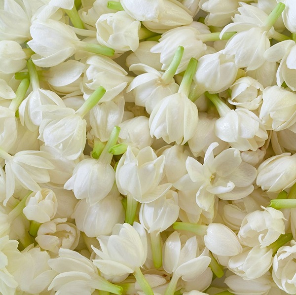 Tinh dầu nước hoa Dubai mùi jasmine hoa nhài| MP Dubai Chuyên Tinh Dầu Nước Hoa Dubai